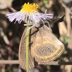 Neonympha areolatus