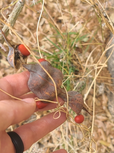 Western coral bean (Erythrina flabelliformis)