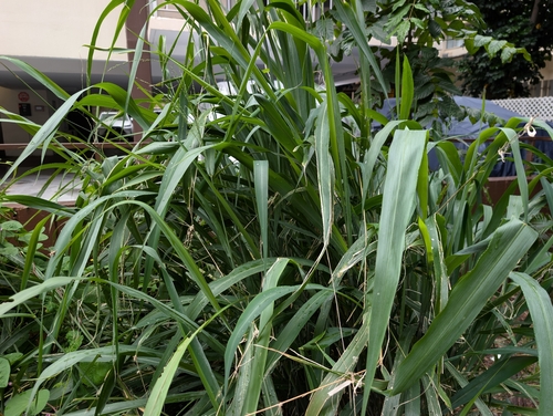 Guinea Grass (Megathyrsus maximus)