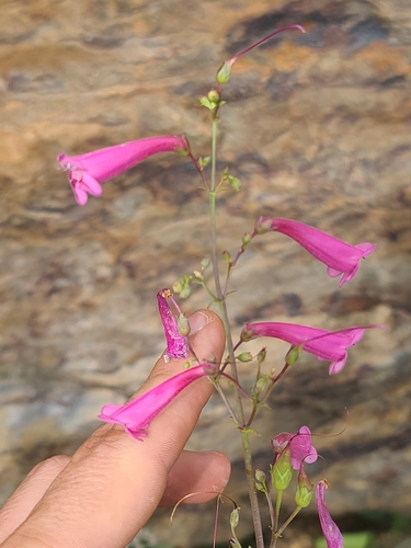 desert penstemon (Penstemon pseudospectabilis)