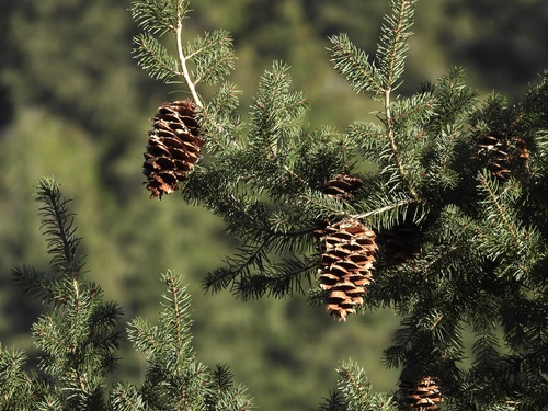 Bigcone Douglas-fir (Pseudotsuga macrocarpa)