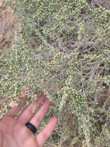 Yerba de Pasmo (Baccharis pteronioides)