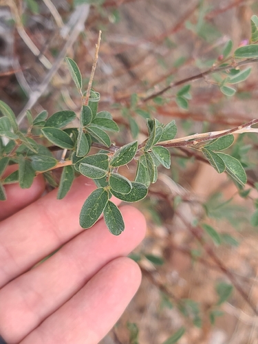 Spiked Ticktrefoil (Desmodium cinerascens)
