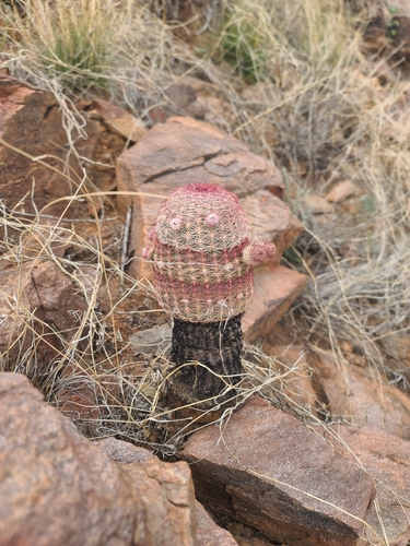 rainbow hedgehog cactus (Echinocereus rigidissimus)