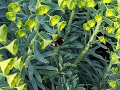 Bombus terrestris
