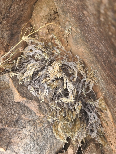rockloving spikemoss (Selaginella rupincola)