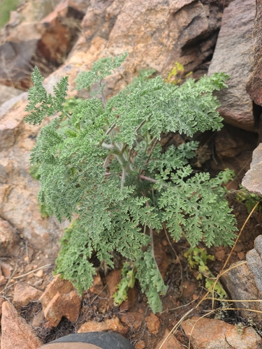 Ragged Marsh-elder (Hedosyne ambrosiifolia)