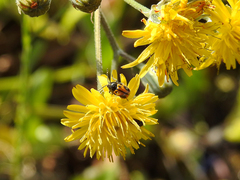 Cryptocephalus rugicollis