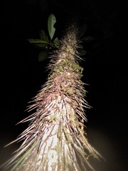 Astrocaryum mexicanum