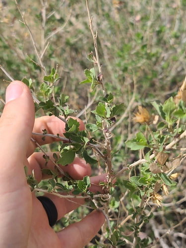 resinleaf brickellbush (Brickellia baccharidea)