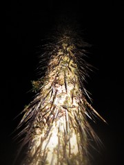 Astrocaryum mexicanum