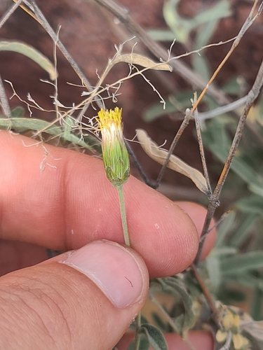Veiny Brickellbush (Brickellia venosa)