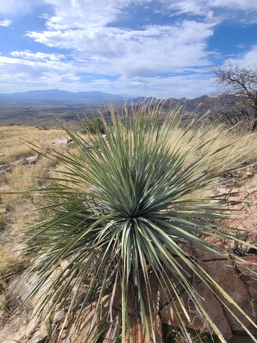 Wheeler sotol (Dasylirion wheeleri)
