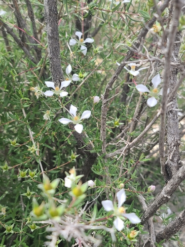 Cliff Fendlerbush (Fendlera rupicola)