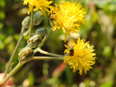 Cryptocephalus rugicollis