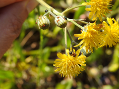 Cryptocephalus rugicollis