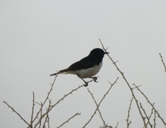 Oenanthe albonigra