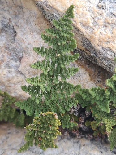 Fendler's lipfern (Myriopteris fendleri)