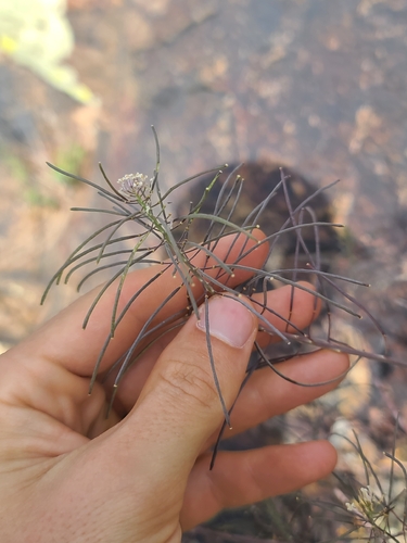 Rock Mustard (Dryopetalon runcinatum)
