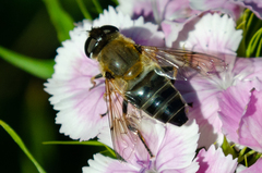 Eristalis rossica