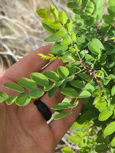 New mexico locust