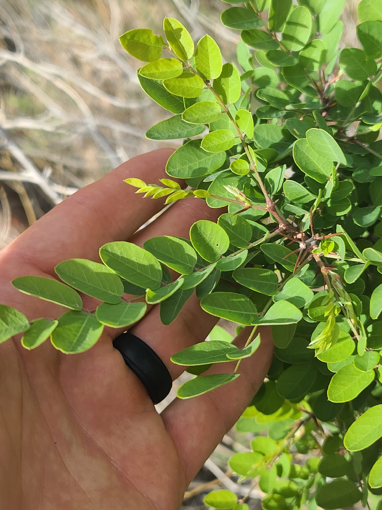 New Mexico Locust (Robinia neomexicana)