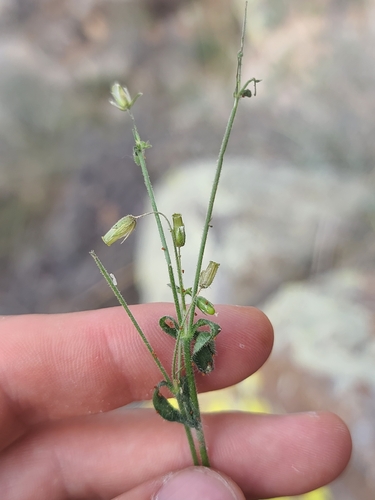 Texas Chickweed (Cerastium texanum)