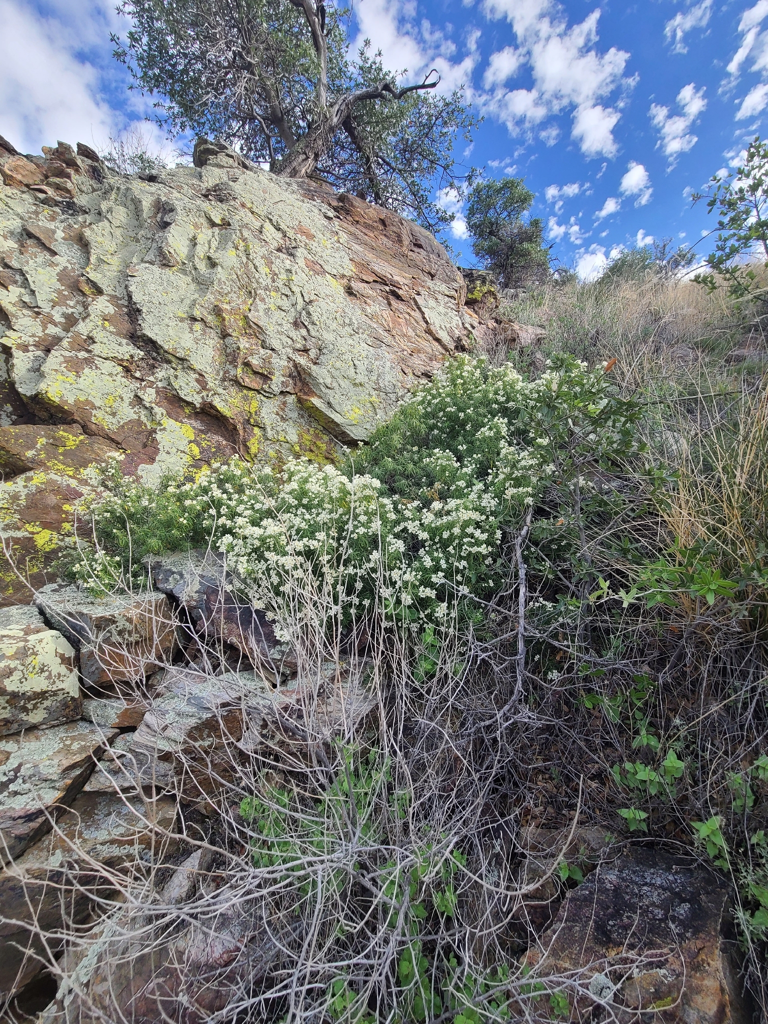 Arizona Starleaf Orange (Choisya arizonica)