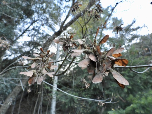 Bigleaf Maple (Acer macrophyllum)