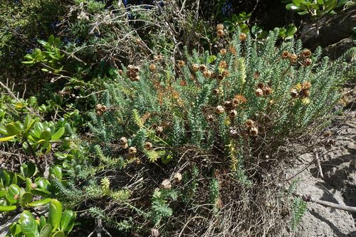 New Zealand linen flax (Linum monogynum)