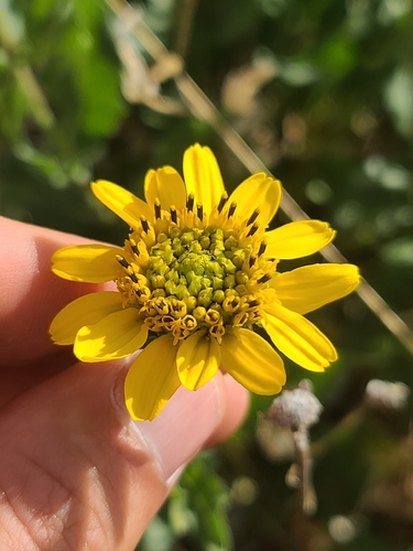 Rothrock's Crownbeard (Verbesina rothrockii)