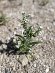 Cryptantha barbigera