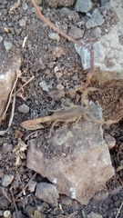 Centruroides baergi