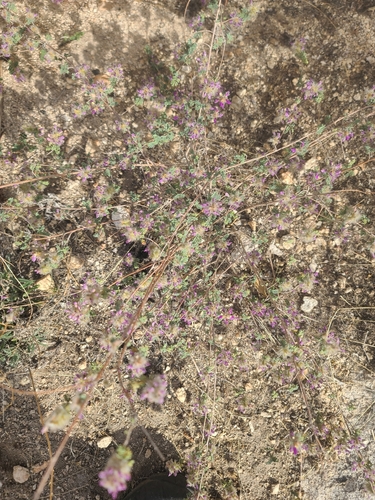 oakwoods prairie clover (Dalea versicolor)
