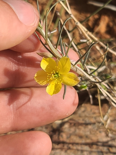 Yellow Flameflower (Talinum polygaloides)