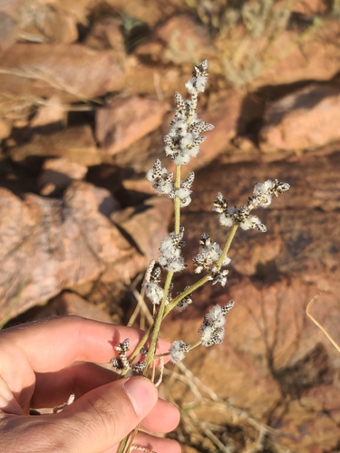 Arizona snakecotton
