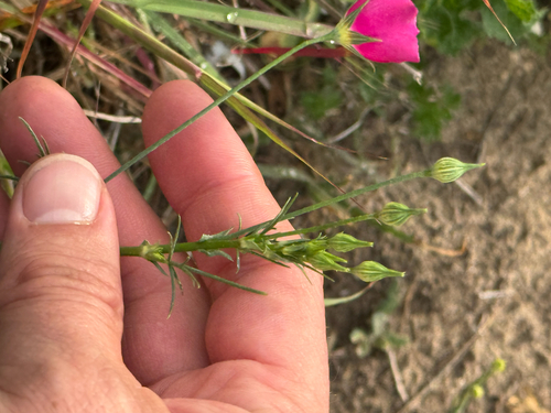 tall poppymallow (Callirhoe leiocarpa)