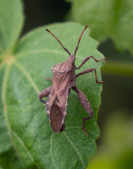 Piezogaster calcarator