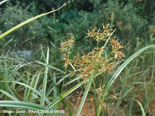 Matamat (Rhynchospora corymbosa)