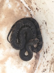 Pituophis melanoleucus lodingi
