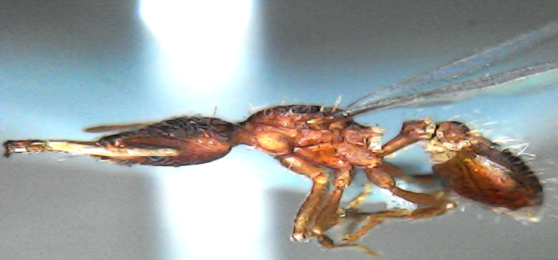 Strumigenys marginiventris