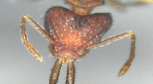 Strumigenys marginiventrisStrumigenys marginiventris