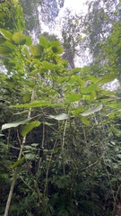 Louteridium donnell-smithii