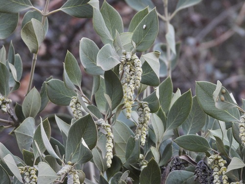 Ashy Silktassel (Garrya flavescens)
