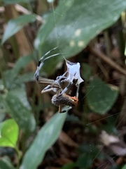 Eriophora nephiloides