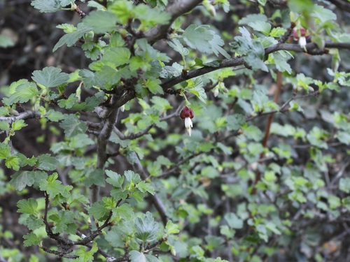 hillside gooseberry (Ribes californicum)