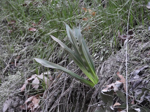 wavy-leafed soap plant (Chlorogalum pomeridianum)