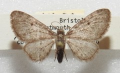 Eupithecia fletcherata