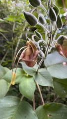 Louteridium donnell-smithii