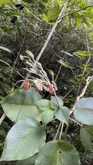 Louteridium donnell-smithii